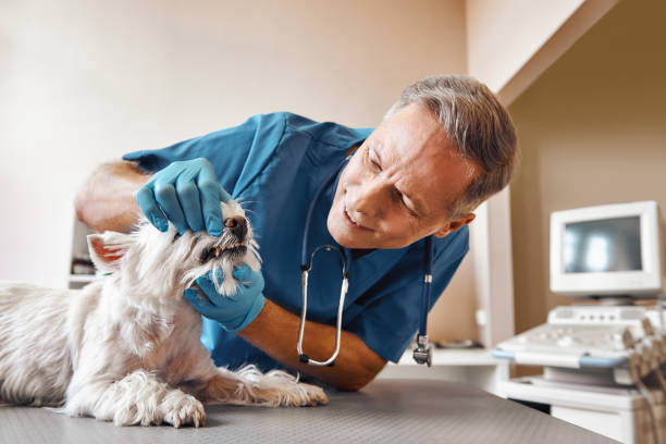 Best 24-Hour Emergency Dental Care in Hartford City, IN